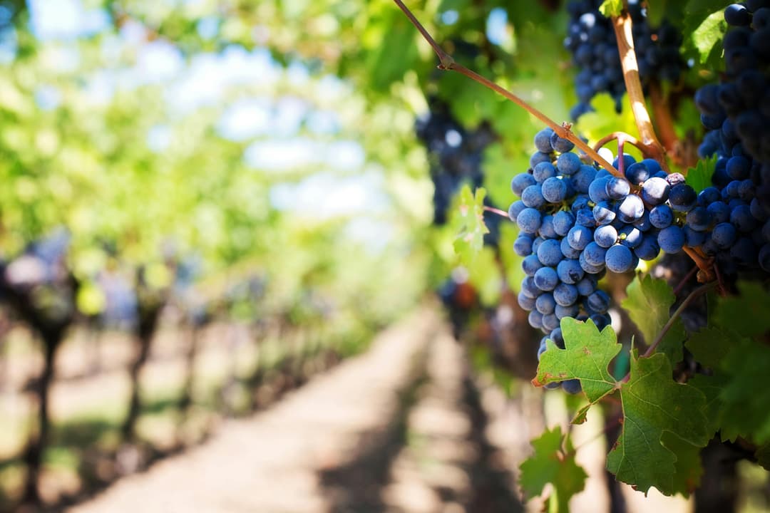 Napa Storytelling Fundraiser